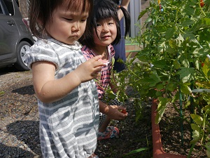 写真：プチトマトの栽培