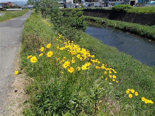 写真:オオキンケイギクの群生