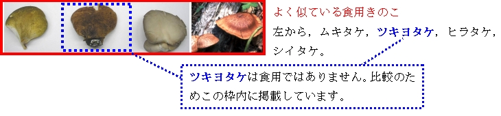 写真：ツキヨタケと食用きのこの比較