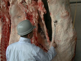 写真：牛の枝肉検査