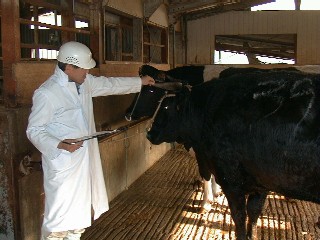 写真：牛の生体検査
