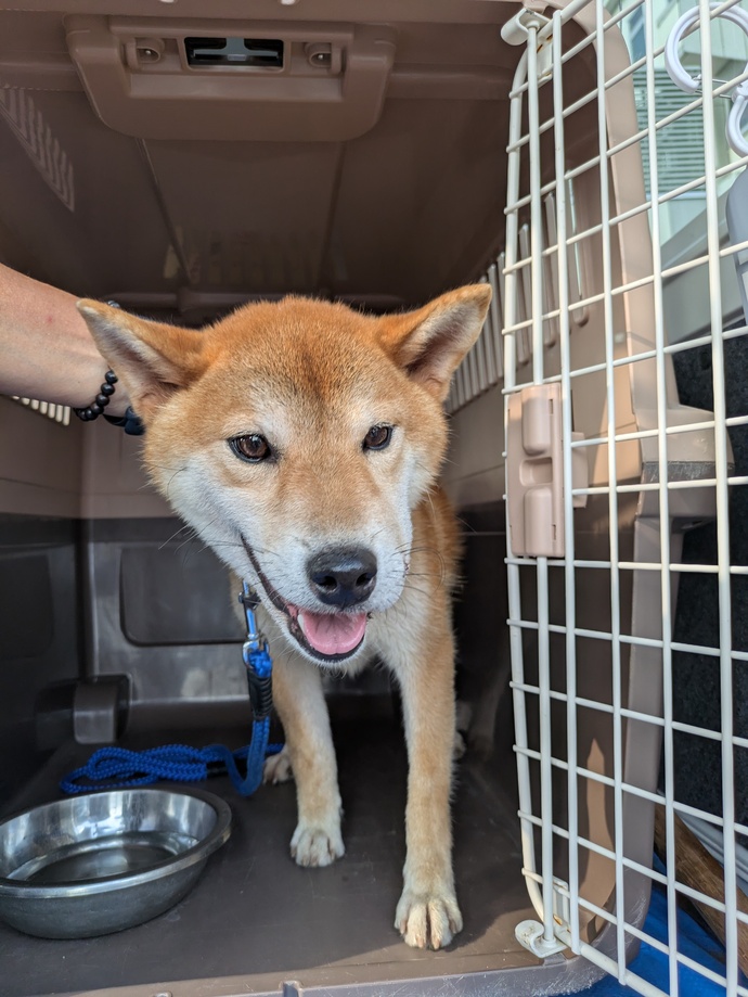 犬の写真です