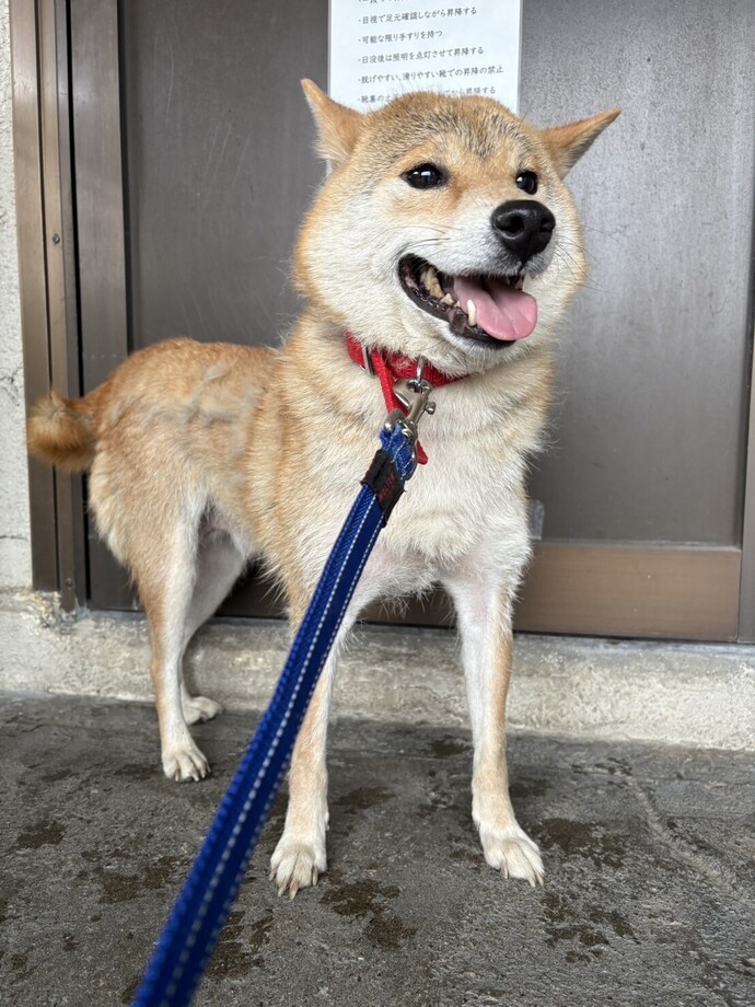 犬の写真です