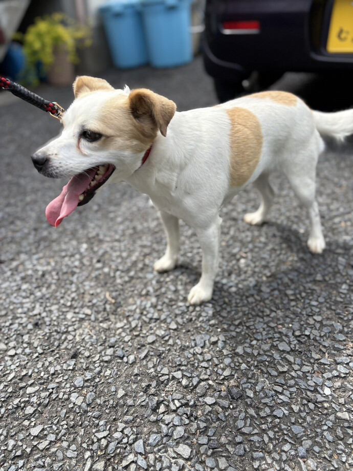 犬の写真です