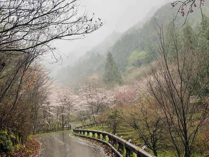 写真:桜
