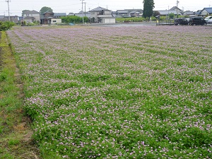 写真：れんげ畑2