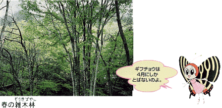 写真：春の雑木林　ギフチョウは4月にしかとばないのよ。