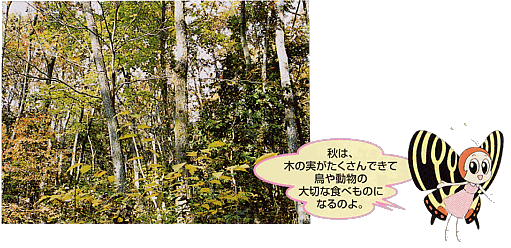 写真：秋の雑木林　秋は、木の実がたくさんできて鳥や動物の大切な食べものになるのよ。