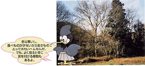 写真:冬の雑木林 冬は寒いし、食べものが少ないから生きものにとってはたいへんなんだ。よく見ると冬にも実を付ける植物もあるよ。