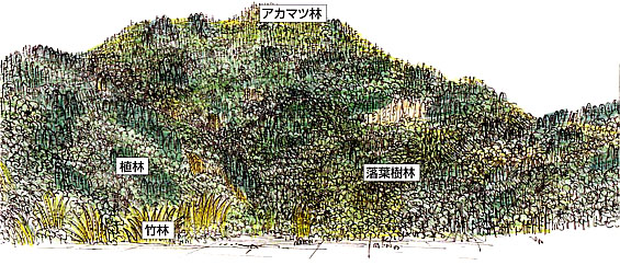 イラスト：百々ヶ峰（どどがみね）（二次林）の図　アカマツ林・植林・落葉樹林・竹林