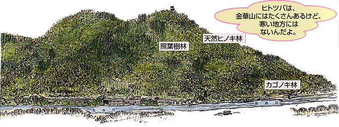 イラスト：金華山（きんかざん）（自然林）の図　天然ヒノキ林・照葉樹林・カゴノキ林　ヒトツバは、金華山にはたくさんあるけど、寒い地方にはないんだよ。