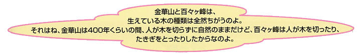 金華山と百々ヶ峰は、生えている木の種類は全然ちがうのよ。それはね、金華山は400年くらいの間、人が木を切らずに自然のままだけど、百々ヶ峰は人が木を切ったり、たきぎをとったりしたからなのよ。