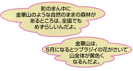 町のまん中に金華山のような自然のままの森林があるところは、全国でもめずらしいんだよ。金華山は、5月になるとツブラジイの花がさいて山全体が黄色くなるんだよ。