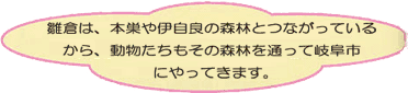 雛倉は、本巣や伊自良の森林とつながっているから、動物たちもその森林を通って岐阜市にやってきます。