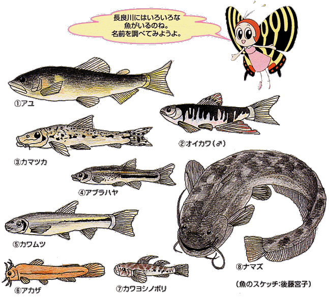 イラスト：長良川にいる魚