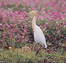 写真：鳥のなかま3