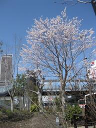 写真:荘川桜