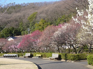 写真：梅林公園