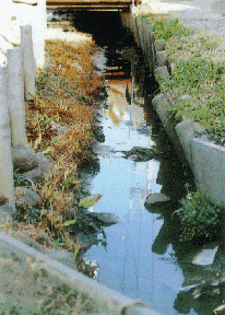 写真：未整備な状態の水路