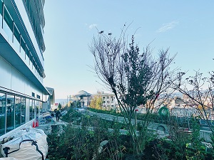 写真:屋上庭園「みどりの丘」