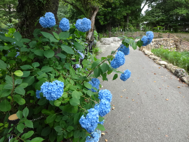 写真：アジサイの花
