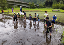 写真：田植え