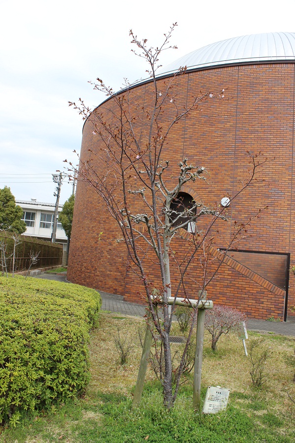 宇宙桜の写真その1