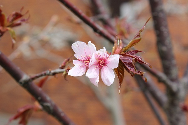 宇宙桜の写真その3