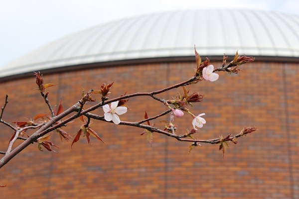 宇宙桜の写真その2