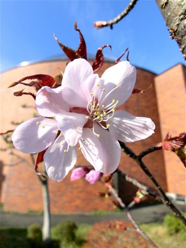 宇宙桜の写真その2