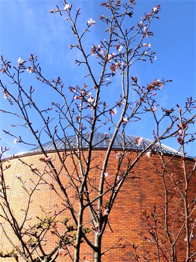 宇宙桜の写真その1