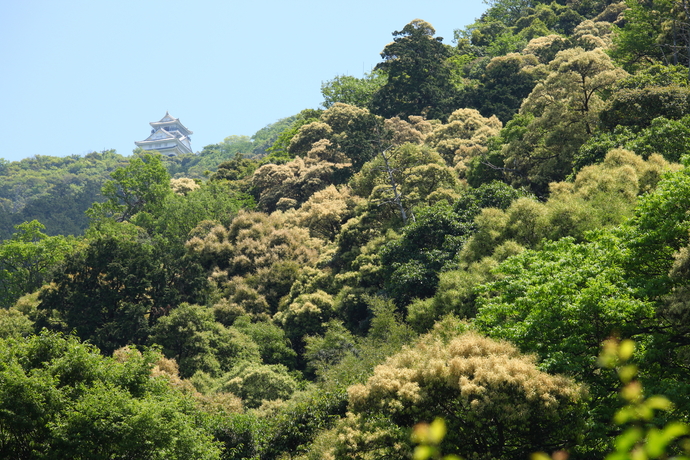 金華山と岐阜城