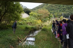 写真：ヒメコウホネ