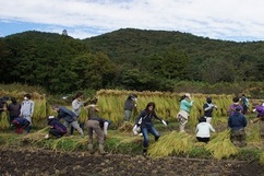 写真：稲刈り