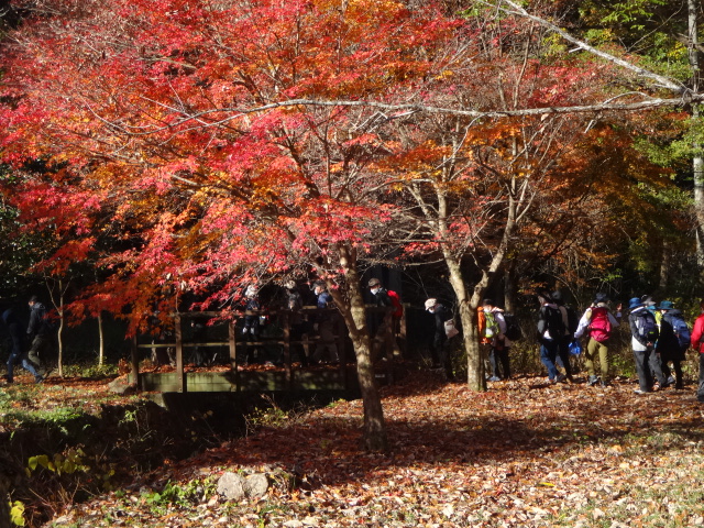 紅葉の下を歩いている