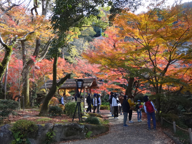 紅葉を見上げている