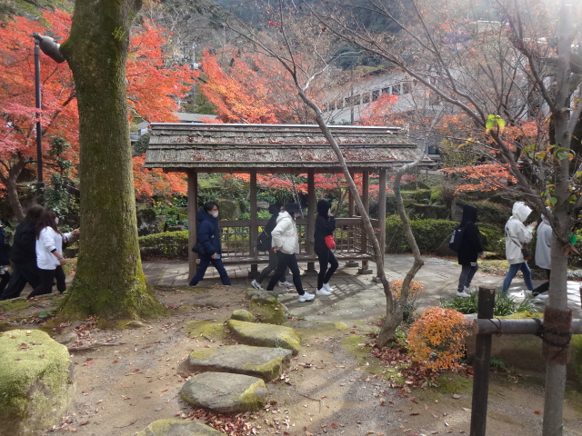 紅葉の下を歩いている