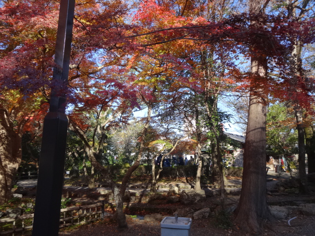紅葉の中をウオーキング