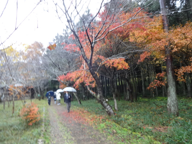 雨の中の紅葉