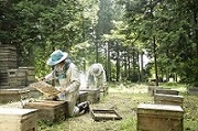 養蜂場の様子