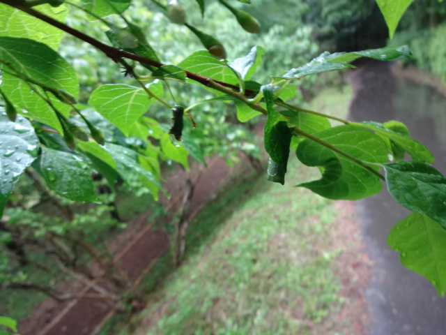 ゾウムシの一種のマユが樹木の葉を使って作られている