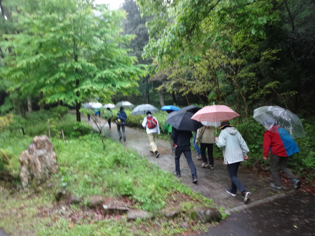 雨の中傘をさしてウオーキングする参加者