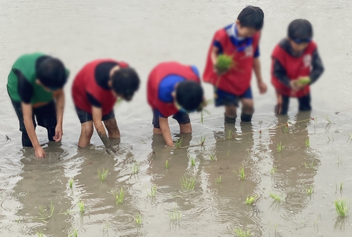 水田での田植え体験
