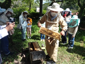 蜂の巣