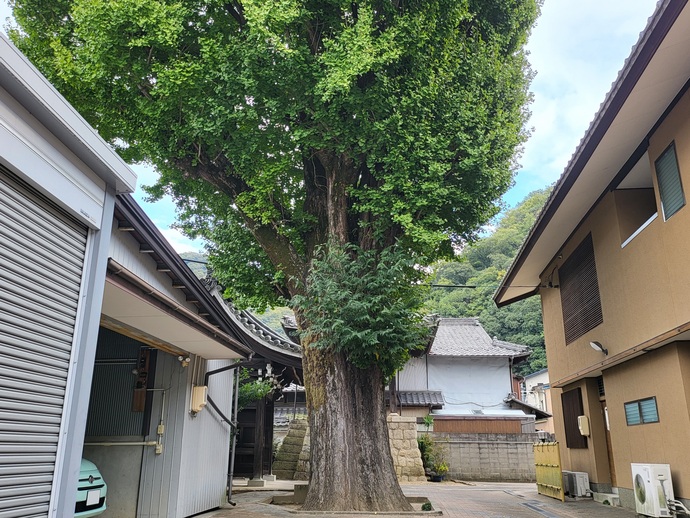 円龍寺の大イチョウ