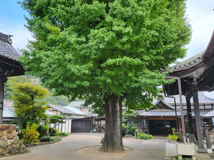 上宮寺の大イチョウ