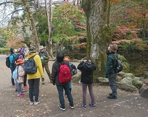 ケヤキの葉や種子の説明写真