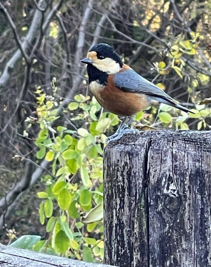 鳥がいる様子