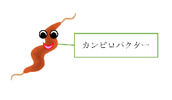 カンピロバクター