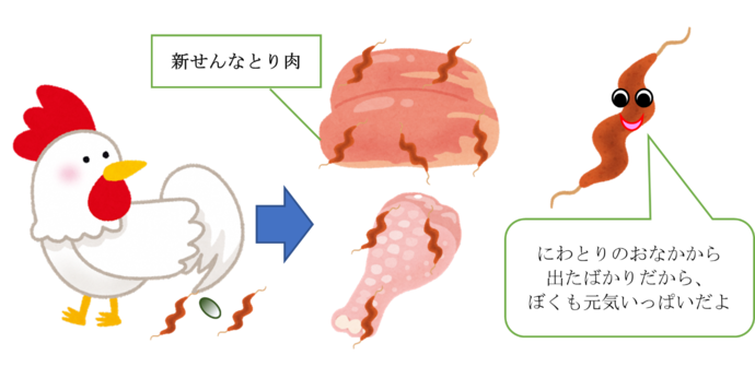 鶏とその肉、糞にいるカンピロバクター